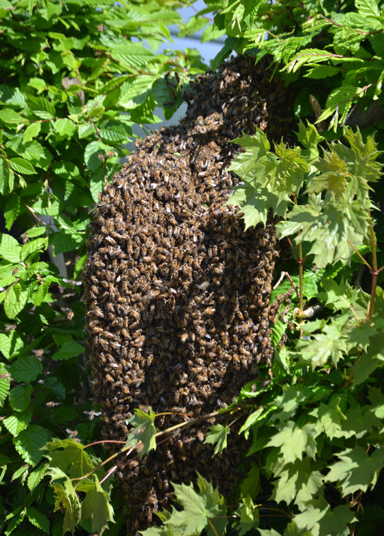 Bienenschwarm